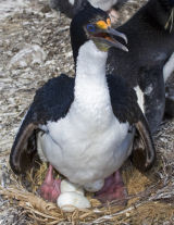 King Cormorant 